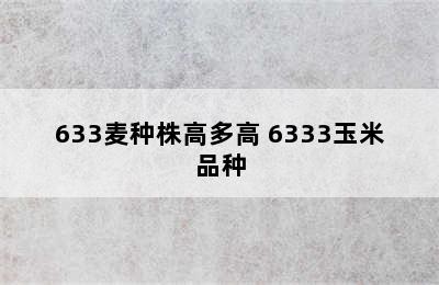 633麦种株高多高 6333玉米品种